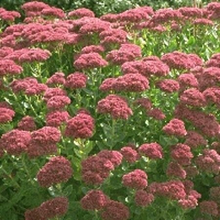 Sedum 'Herbstfreude' P9 - afbeelding 5