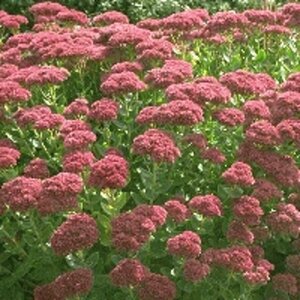 Sedum 'Herbstfreude' P9 - afbeelding 5