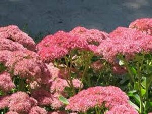 Sedum 'Herbstfreude' P9 - afbeelding 3