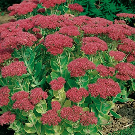Sedum 'Herbstfreude' P9 - afbeelding 2