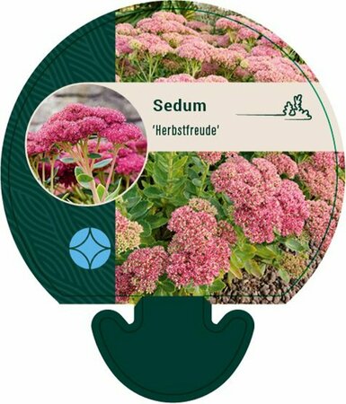 Sedum 'Herbstfreude' P9 - afbeelding 6