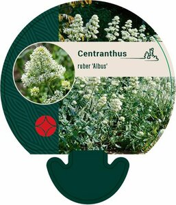 Centranthus ruber 'Albus' P9