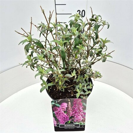 Buddleja davidii 'Pink Delight' C2 - afbeelding 4