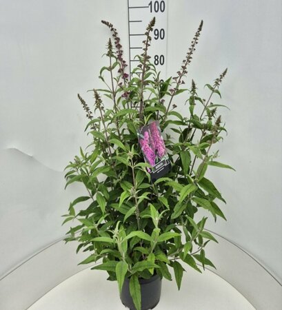 Buddleja davidii 'Pink Delight' C2 - afbeelding 4