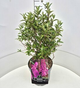 Buddleja davidii 'Pink Delight' C2 - afbeelding 5