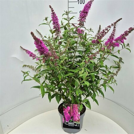 Buddleja davidii 'Pink Delight' C2 - afbeelding 5