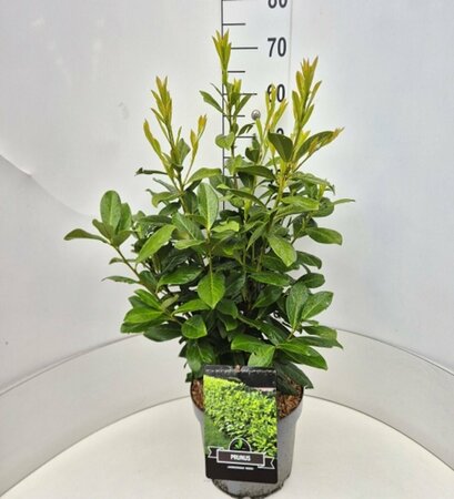 Prunus laurocerasus 'Novita' 150/175 C. - afbeelding 5
