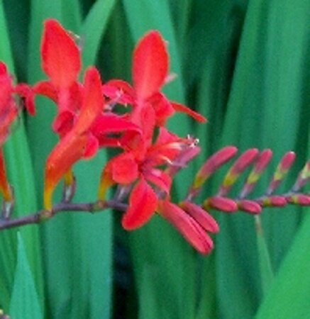 Crocosmia 'Lucifer' P9 - afbeelding 4