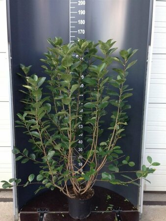 Aronia melanocarpa 100/125 C. - afbeelding 2