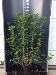 Aronia melanocarpa 100/125 C. - afbeelding 2