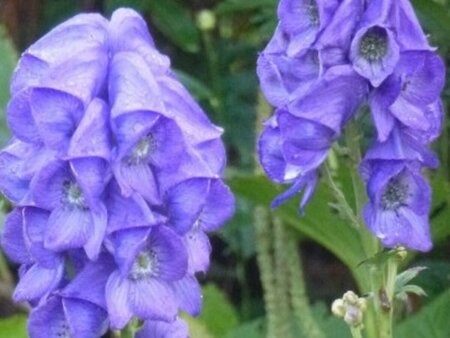 Aconitum carmichaelii 'Arendsii' P9 - afbeelding 4