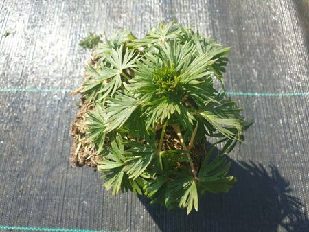 Aconitum carmichaelii 'Arendsii' P9 - afbeelding 3