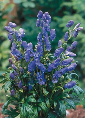Aconitum carmichaelii 'Arendsii' P9 - afbeelding 1