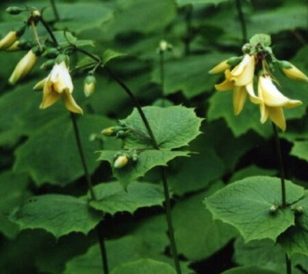 Kirengeshoma palmata P9 - afbeelding 4