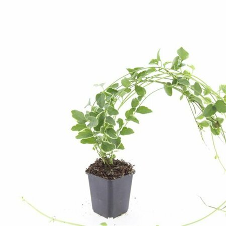 Vinca major 'Variegata' P9 - afbeelding 10