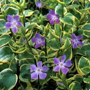Vinca major 'Variegata' P9 - afbeelding 6