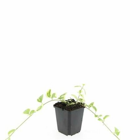 Vinca major 'Variegata' P9 - afbeelding 9