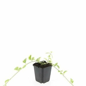Vinca major 'Variegata' P9 - afbeelding 9
