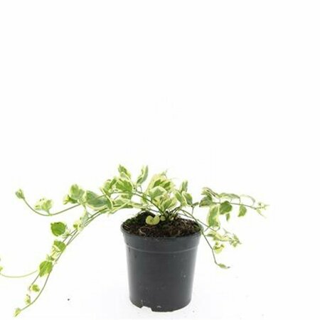 Vinca major 'Variegata' P9 - afbeelding 2
