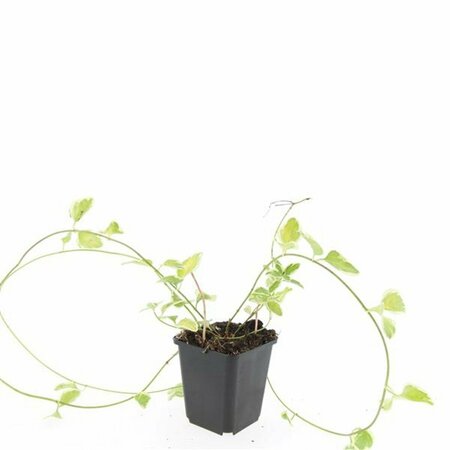 Vinca major 'Variegata' P9 - afbeelding 8