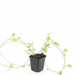 Vinca major 'Variegata' P9 - afbeelding 8