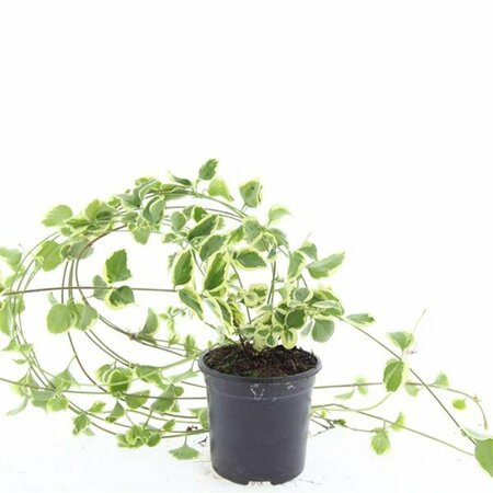 Vinca major 'Variegata' P9 - afbeelding 11