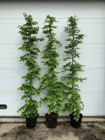 Carpinus betulus 250/275 C. Meerstammig - afbeelding 6