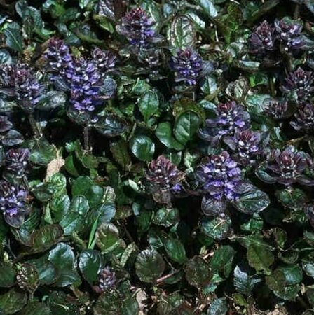 Ajuga reptans 'Braunherz' P9 - afbeelding 1