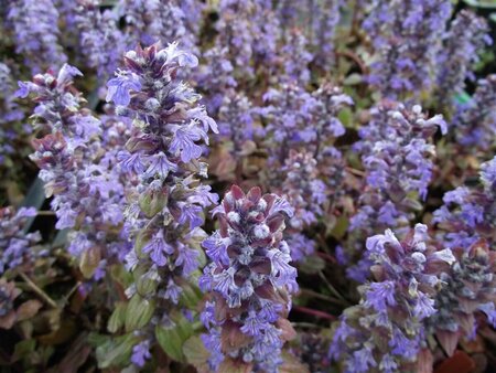 Ajuga reptans 'Braunherz' P9 - afbeelding 3