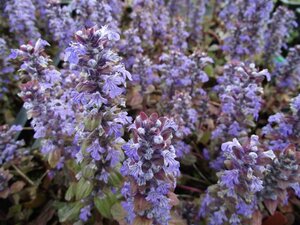 Ajuga reptans 'Braunherz' P9 - afbeelding 3