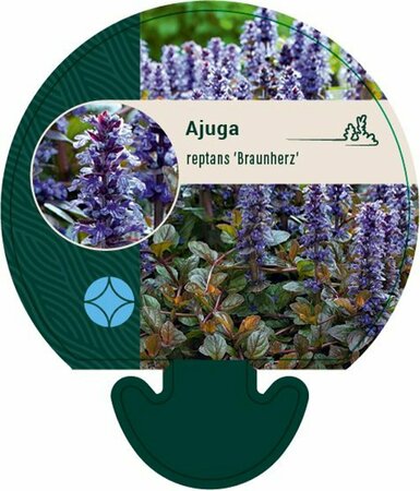 Ajuga reptans 'Braunherz' P9 - afbeelding 6