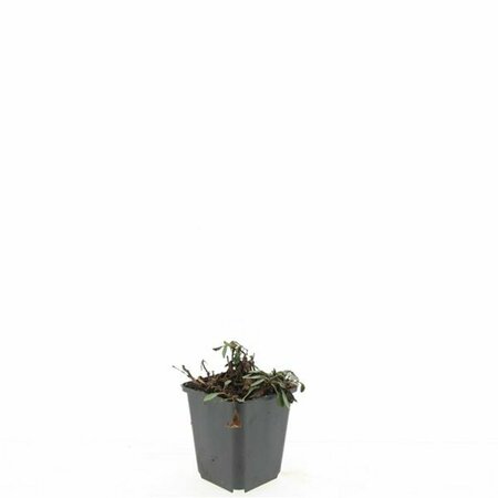 Aster dumosus 'Prof. Anton Kippenberg' P9 - afbeelding 6