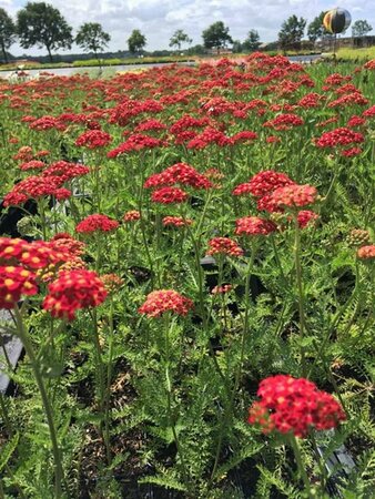 Achillea millefolium 'Paprika' P9 - afbeelding 4
