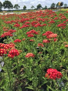 Achillea millefolium 'Paprika' P9 - afbeelding 4