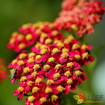 Achillea millefolium 'Paprika' P9 - afbeelding 6