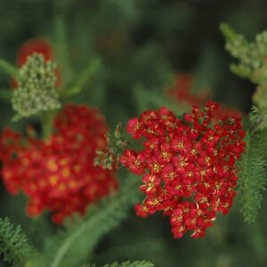 Achillea millefolium 'Paprika' P9 - afbeelding 2