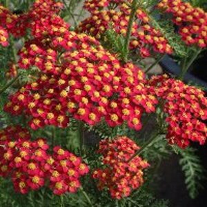 Achillea millefolium 'Paprika' P9 - afbeelding 5