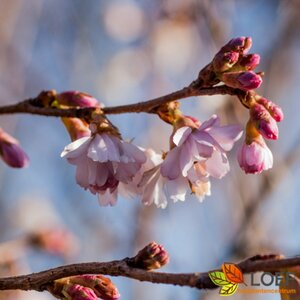 Prunus subhirtella 'Autumnalis Rosea' ST. 225 12-14 C. 