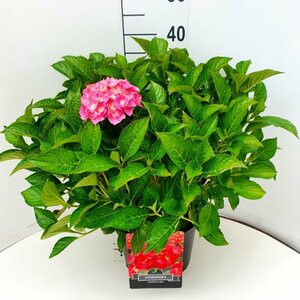 Hydrangea macrophylla 'Alpenglühen' C2 - afbeelding 2