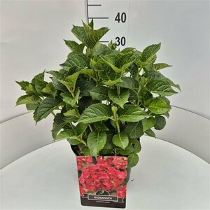 Hydrangea macrophylla 'Alpenglühen' C2 - afbeelding 3