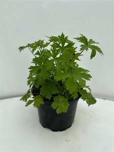 Delphinium pacific 'Black Knight' P9