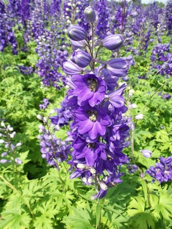 Delphinium pacific 'Black Knight' P9 - afbeelding 3
