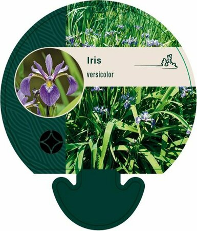 Iris versicolor P9 - afbeelding 2