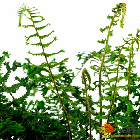 Dryopteris affinis 'Cristata The King' C2 - afbeelding 1