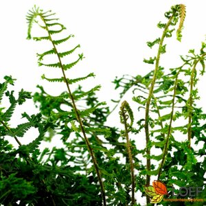 Dryopteris affinis 'Cristata The King' C2