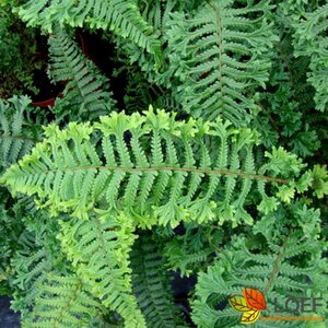 Dryopteris affinis 'Cristata The King' C2 - afbeelding 2