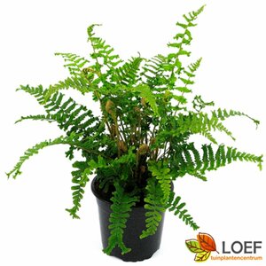 Dryopteris affinis 'Cristata The King' C2 - afbeelding 3