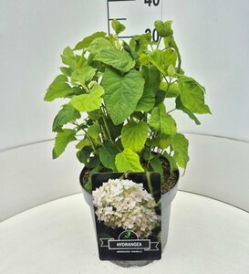 Hydrangea arborescens 'Annabelle' C7.5 - afbeelding 2