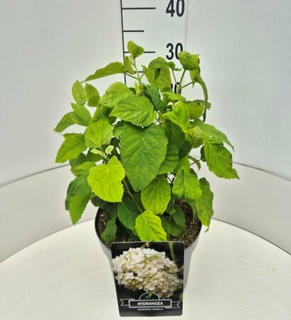 Hydrangea arborescens 'Annabelle' C7.5 - afbeelding 3