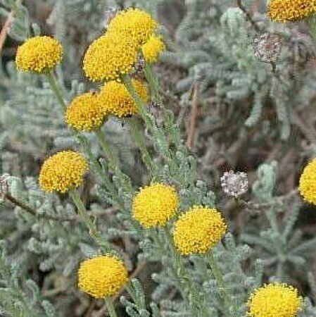 Santolina chamaecyparissus P9 - afbeelding 4